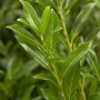 Detailaufnahme von Prunus laurocerasus 'Caucasica' (Kirschlorbeer) mit grünen Blättern.