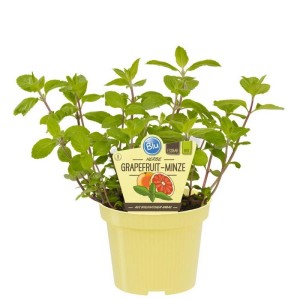 Exotenherz Minze-Sorten Set: Schoko, Hugo, Grapefruit im 12cm Topf.