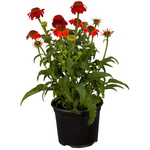 Purpursonnenhut Rot im Topf, ca. 13 cm Ø. Echinacea purpurea mit leuchtenden, bienenfreundlichen Blüten.