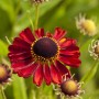 Rubinrote Sonnenbraut 'Rubinzwerg' im Topf, eine attraktive Staude für sonnige Standorte.