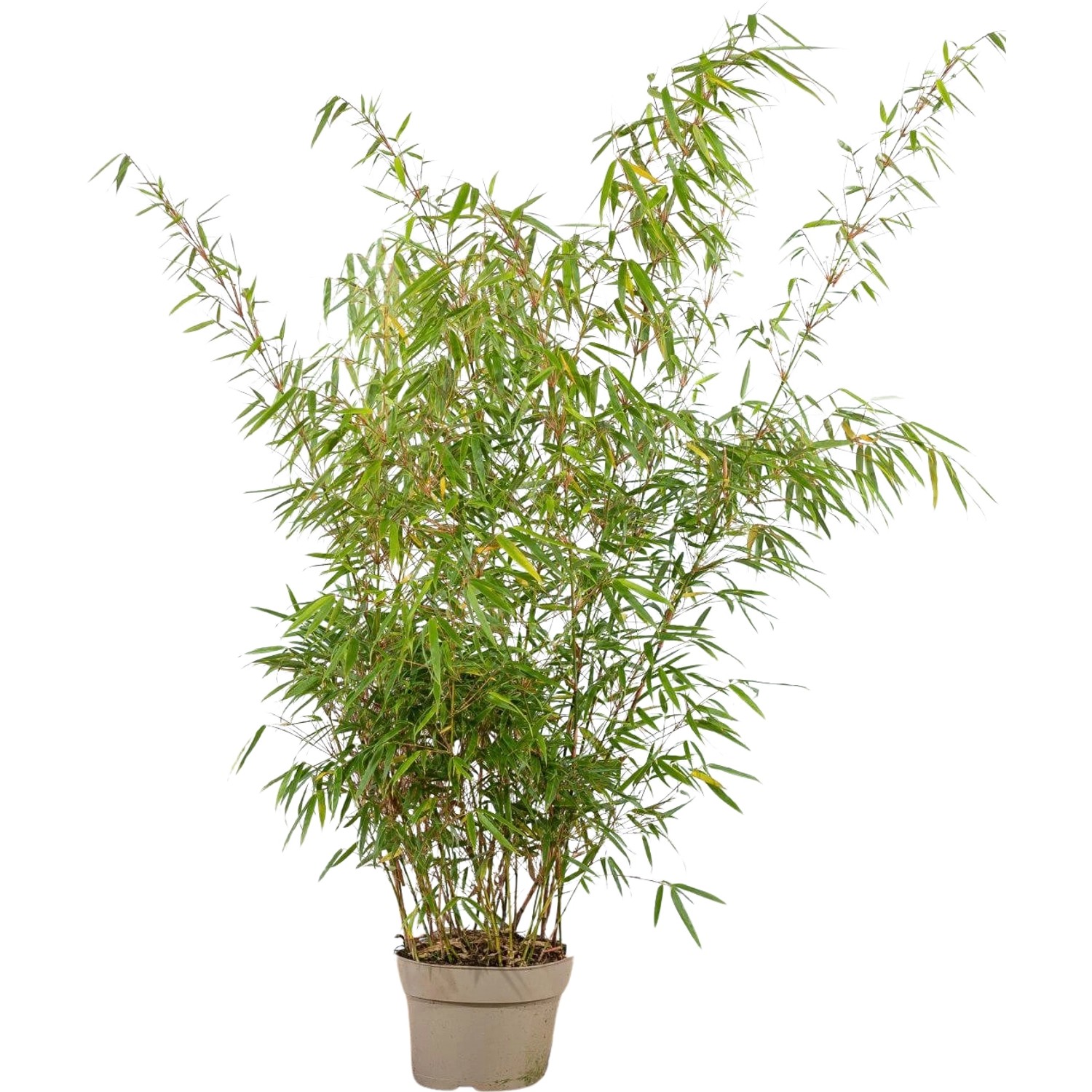 Schirmbambus Set à 38 Stück Höhe ca. 125 - 150 cm Fargesia rufa