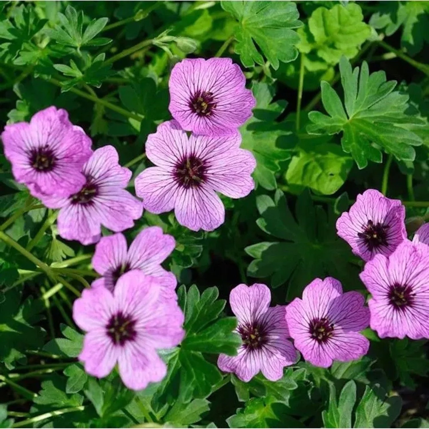 Storchenschnabel Ballerina - Geranium cinereum