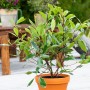 Glanzmispel Louise (Photinia Fraseri) im Topf, buschiger Strauch mit grünen Blättern.