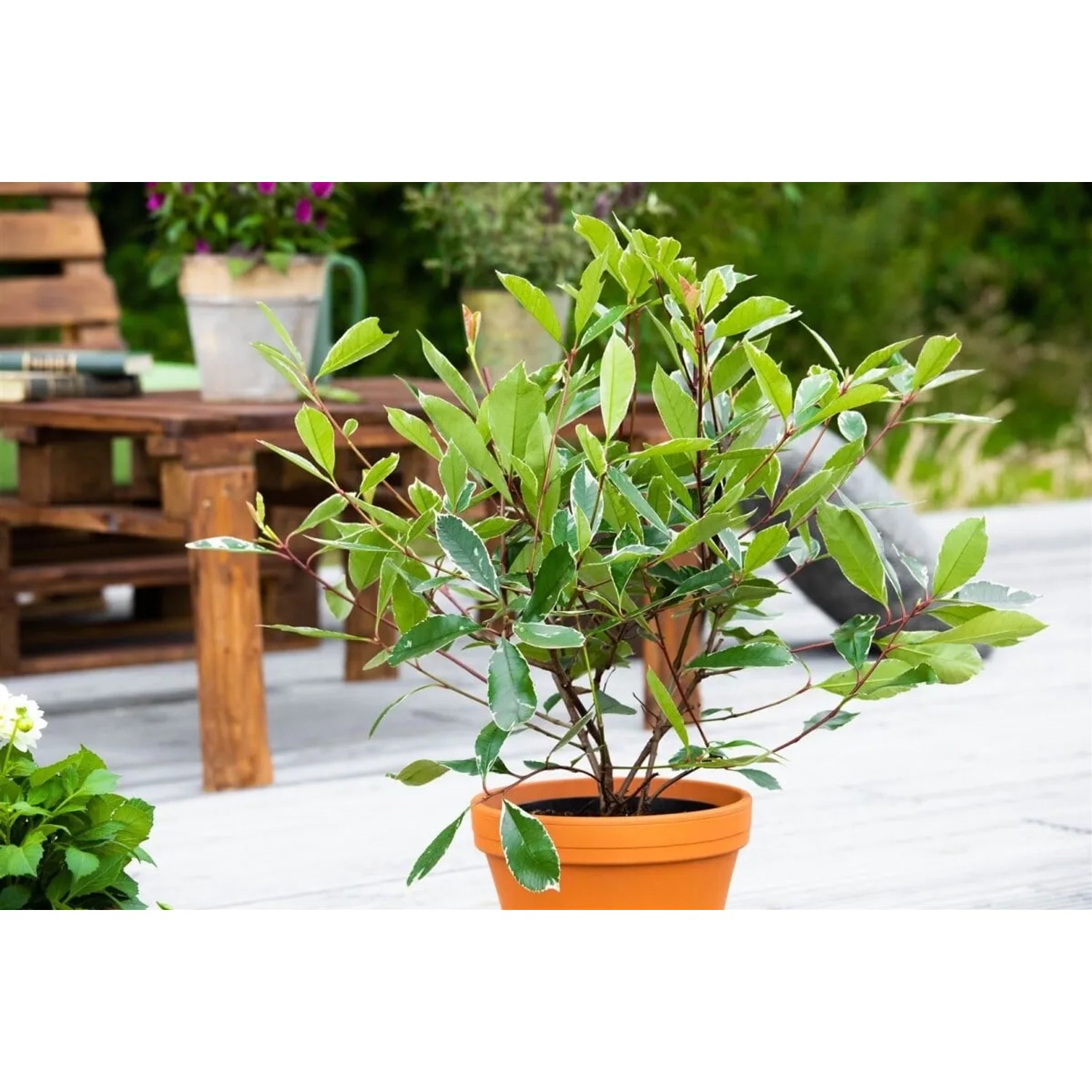 Glanzmispel Louise (Photinia Fraseri) im Topf, buschiger Strauch mit grünen Blättern.