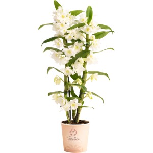 GROW by OBI Bambus-Orchidee mit weißen Blüten im Topf, ca. 50 cm hoch.