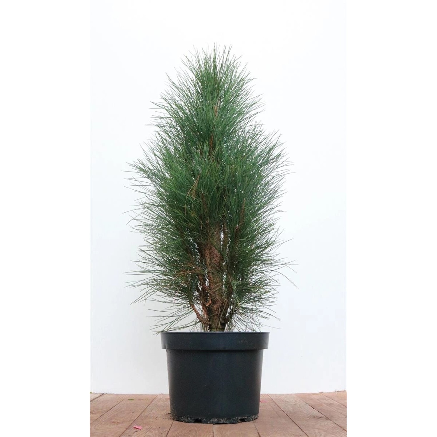 Pinus Nigra Green Tower Schwarz-Kiefer 50–60 cm günstig online kaufen
