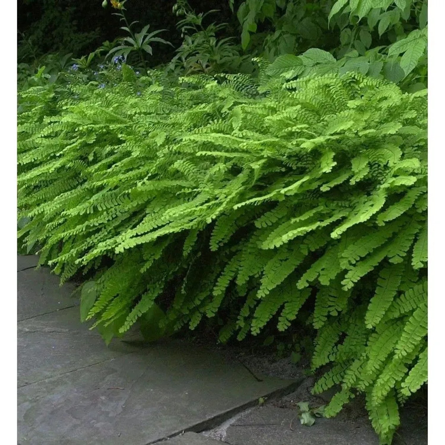 Pfauenradfarn Mrs. Sharples - Adiantum pedatum