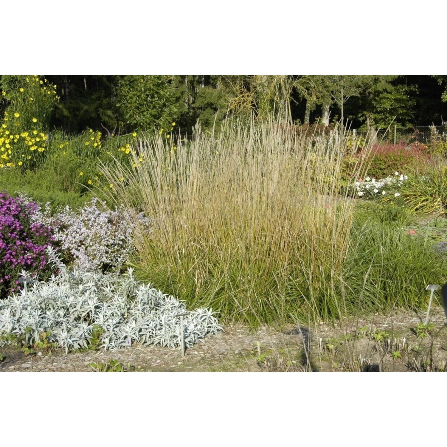 Calamagrostis X Acutiflora Waldenbuch Reitgras Ca. 9X9 cm Topf günstig online kaufen
