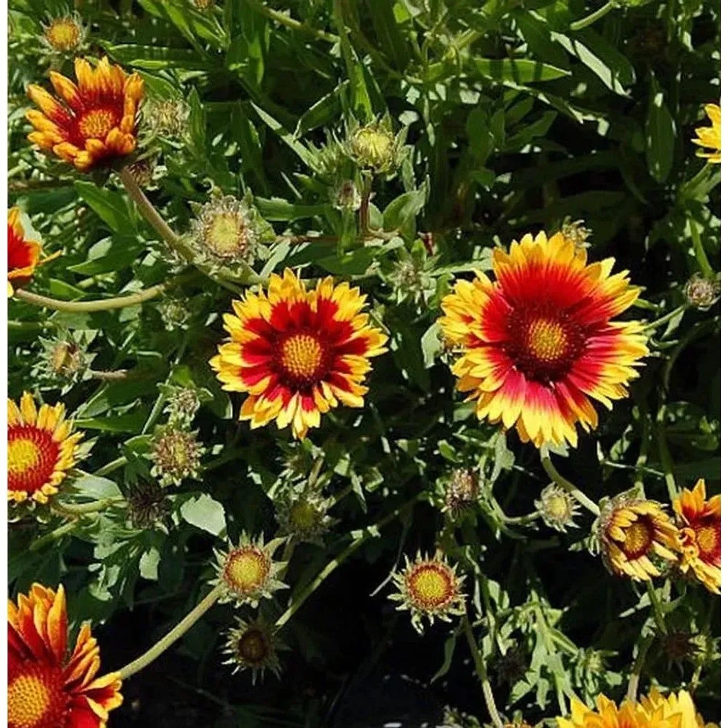 Image of Korkadenblume Bremen - Gaillardia aristata