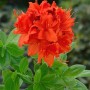Leuchtend gelber Rhododendron Luteum Fanal, 70–80 cm hoch, blühender Strauch.