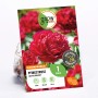 Verpackung der GROW by OBI Pfingstrose Lactiflora Rot, Blumenzwiebel mit roter Blüte, Höhe ca. 80cm.