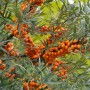 Detailaufnahme: Weiblicher Sanddorn Leikora mit orangefarbenen Beeren an Zweigen.