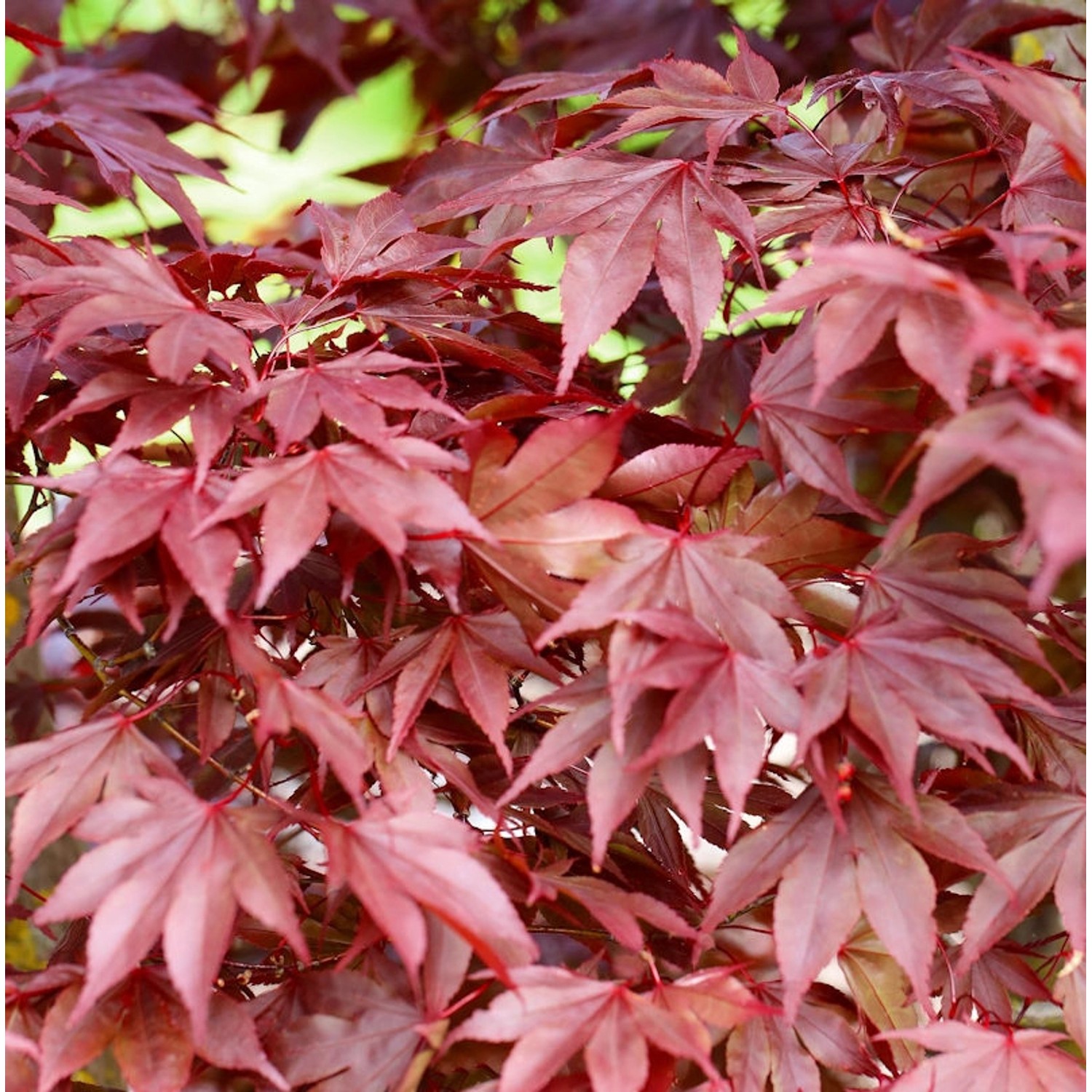 Fächerahorn Fireglow 30-40cm - Acer palmatum günstig online kaufen