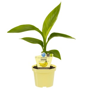 Japanische Faserbanane im Topf (ca. 12 cm Ø) mit grünen Blättern.