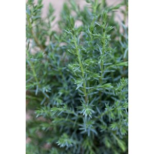 Detailaufnahme des grünen Juniperus Communis Sentinel Wacholders mit dichten Nadeln.