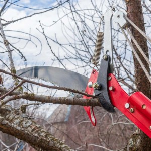 Rote Teleskop Astsäge und Astschere mit Seilzug schneidet Ast. Gartenwerkzeug zur Baumpflege.
