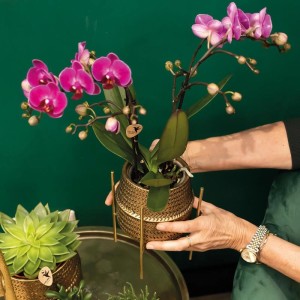 Lila Kolibri Orchidee Phalaenopsis im goldenen Groove Ziertopf (Topfgröße 9cm, 40cm hoch).