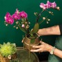 Lila Kolibri Orchidee Phalaenopsis im goldenen Groove Ziertopf (Topfgröße 9cm, 40cm hoch).