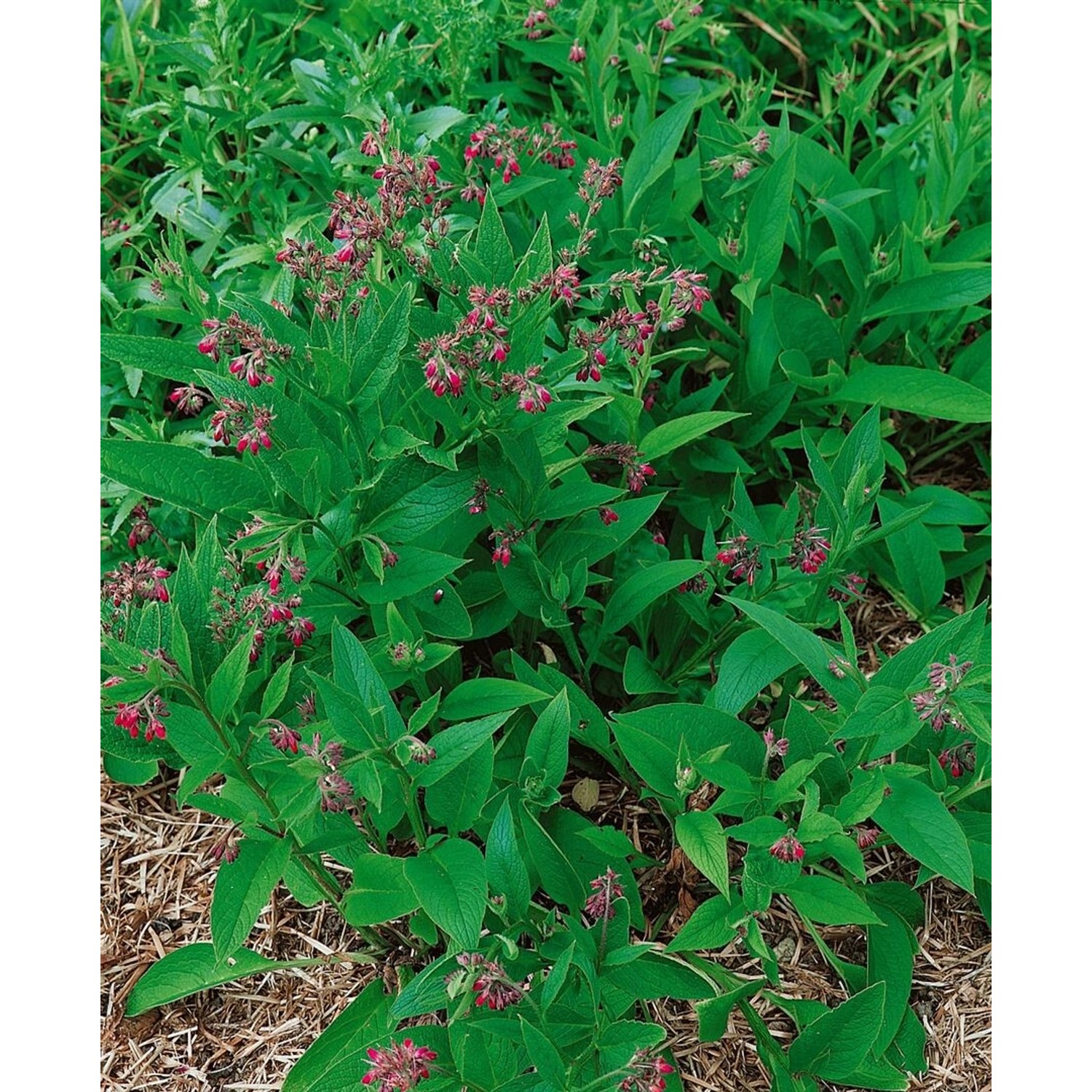 Symphytum X Rubrum Roter Beinwell Ca. 11x11 cm Topf günstig online kaufen