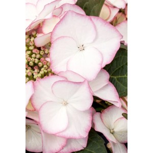 Nahaufnahme der Bauernhortensie 'Charme' mit weißen Blüten und rosa Rand. Blühende Zimmerpflanze.