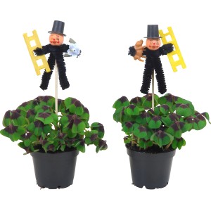 Glücksklee mit Schornsteinfeger-Deko im Topf, ca. 6 cm Ø, als Deko für Silvester und Neujahr.