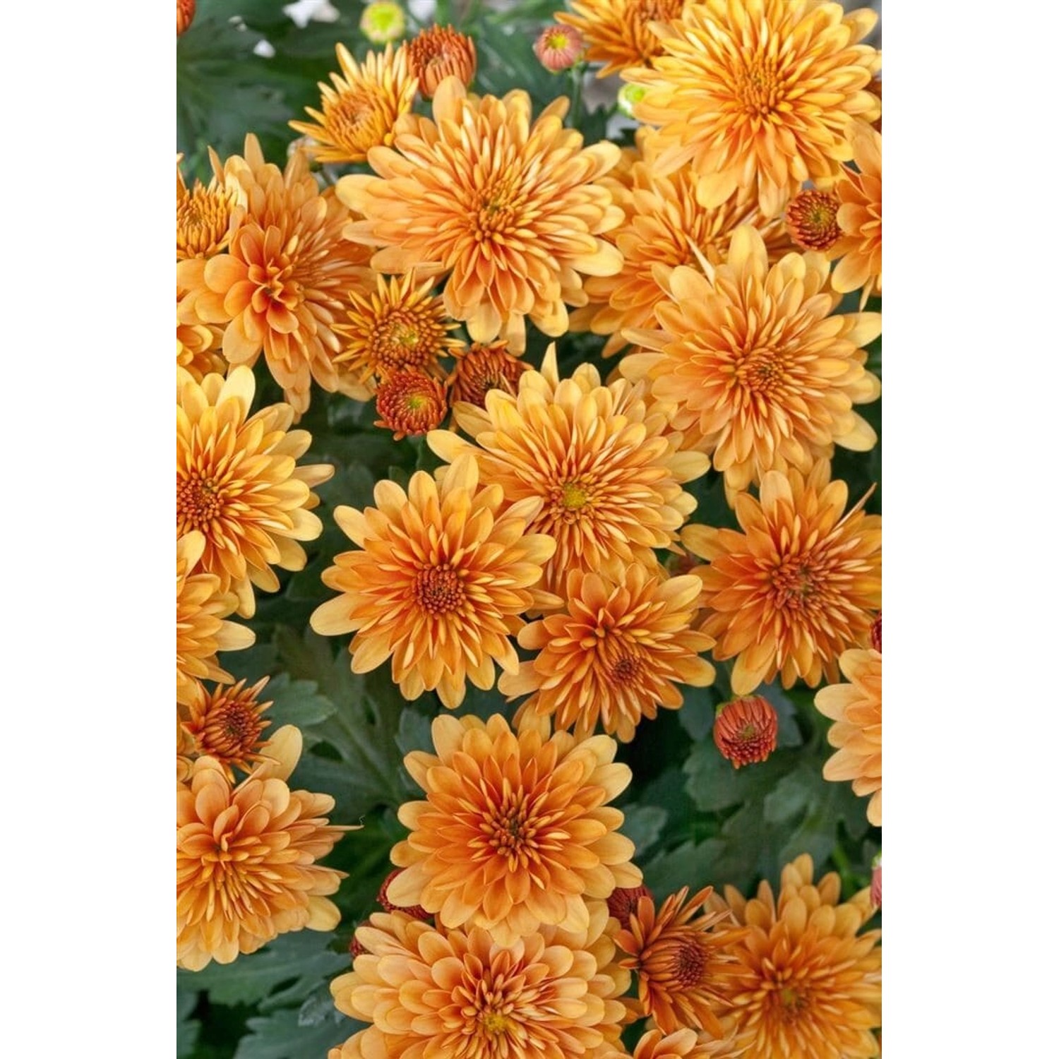 Chrysanthemum X Hort. Mandarine Gartenchrysantheme Ca. 9x9 cm Topf günstig online kaufen