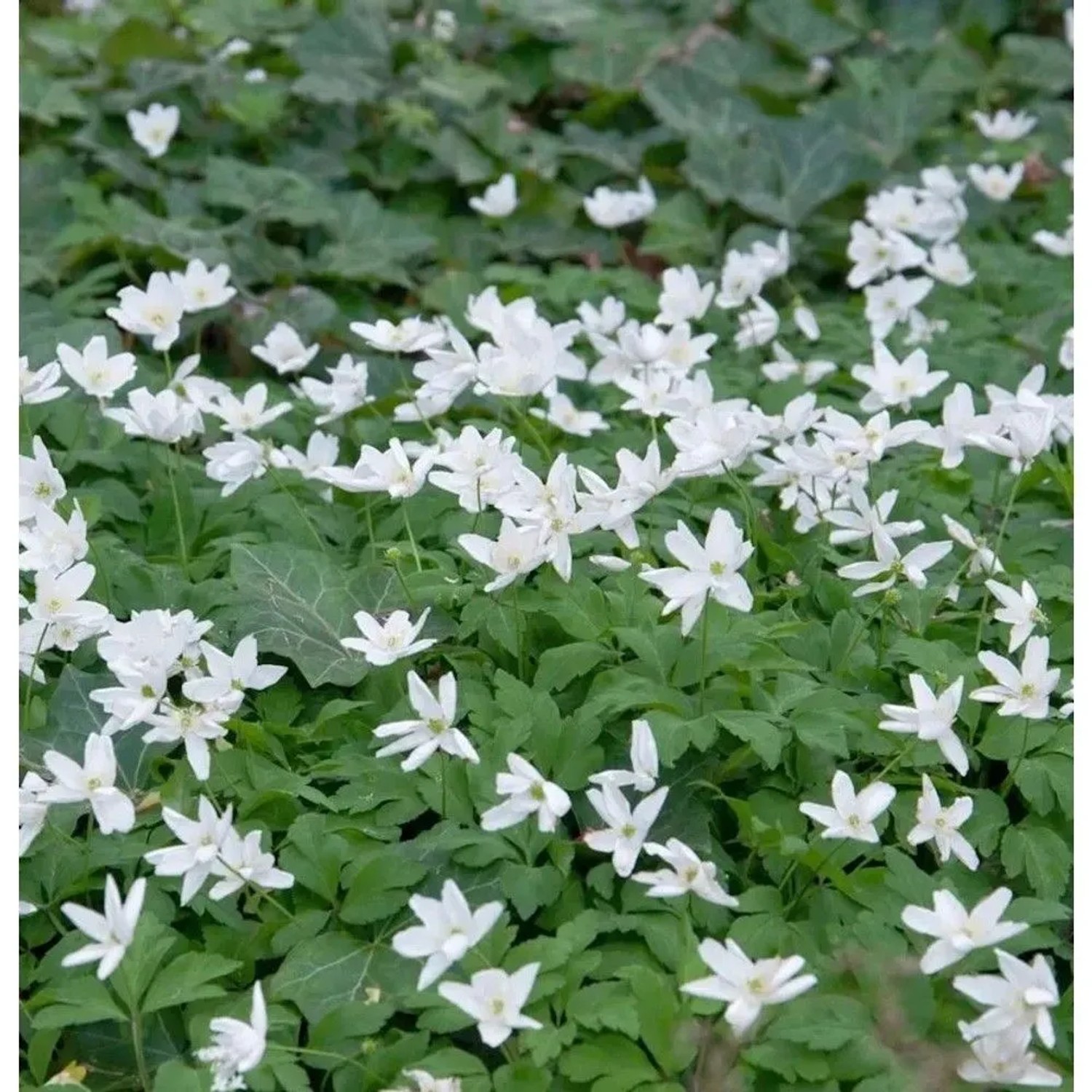 Dreiblatt Windröschen - Anemone trifolia