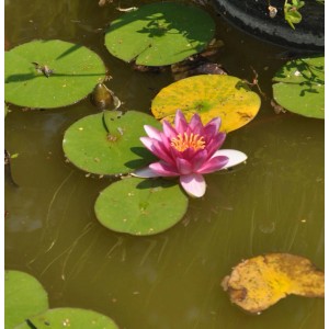 Seerose 'Attraction' mit pinkfarbener Blüte und grünen Blättern im Teich.