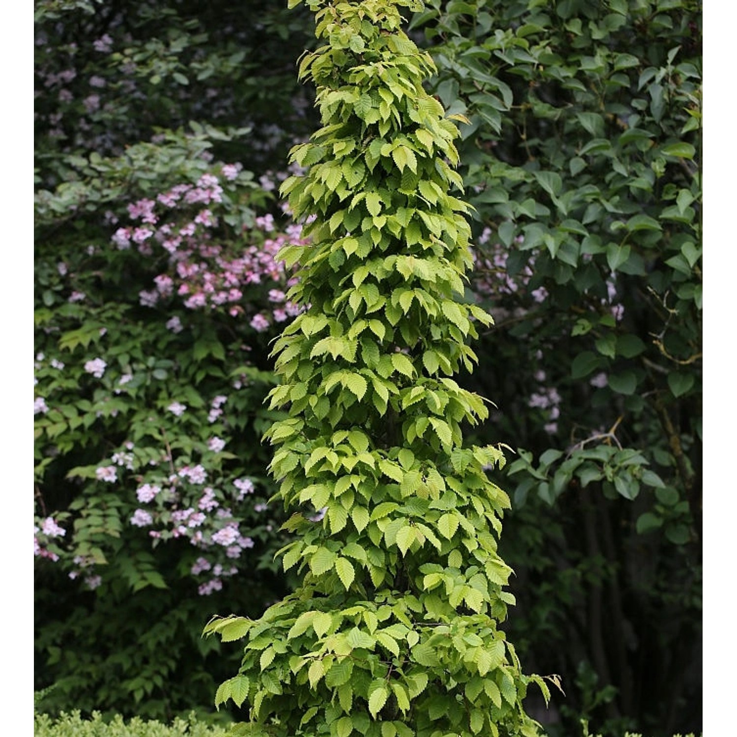 Hainbuche Lucas 100-125cm - Carpinus betulus günstig online kaufen