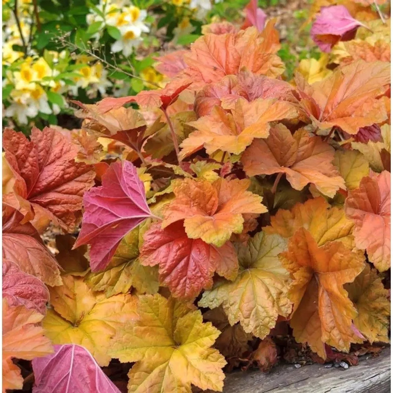 Purpurglöckchen Brownies - Heuchera villosa