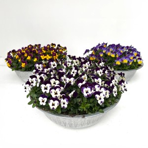 Hornveilchen im Zinkgefäß, verschiedene Farben, Topf-Ø ca. 29 cm.