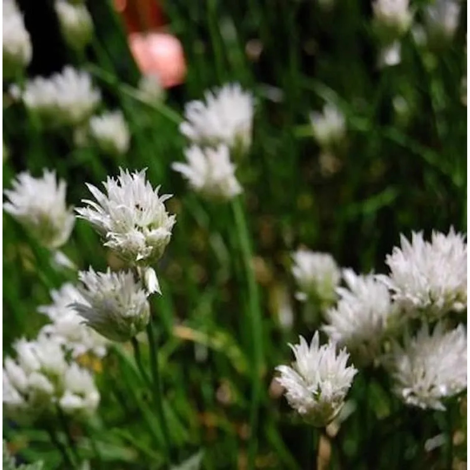 Schnittlauch Corsican White - Allium schoenoprasum