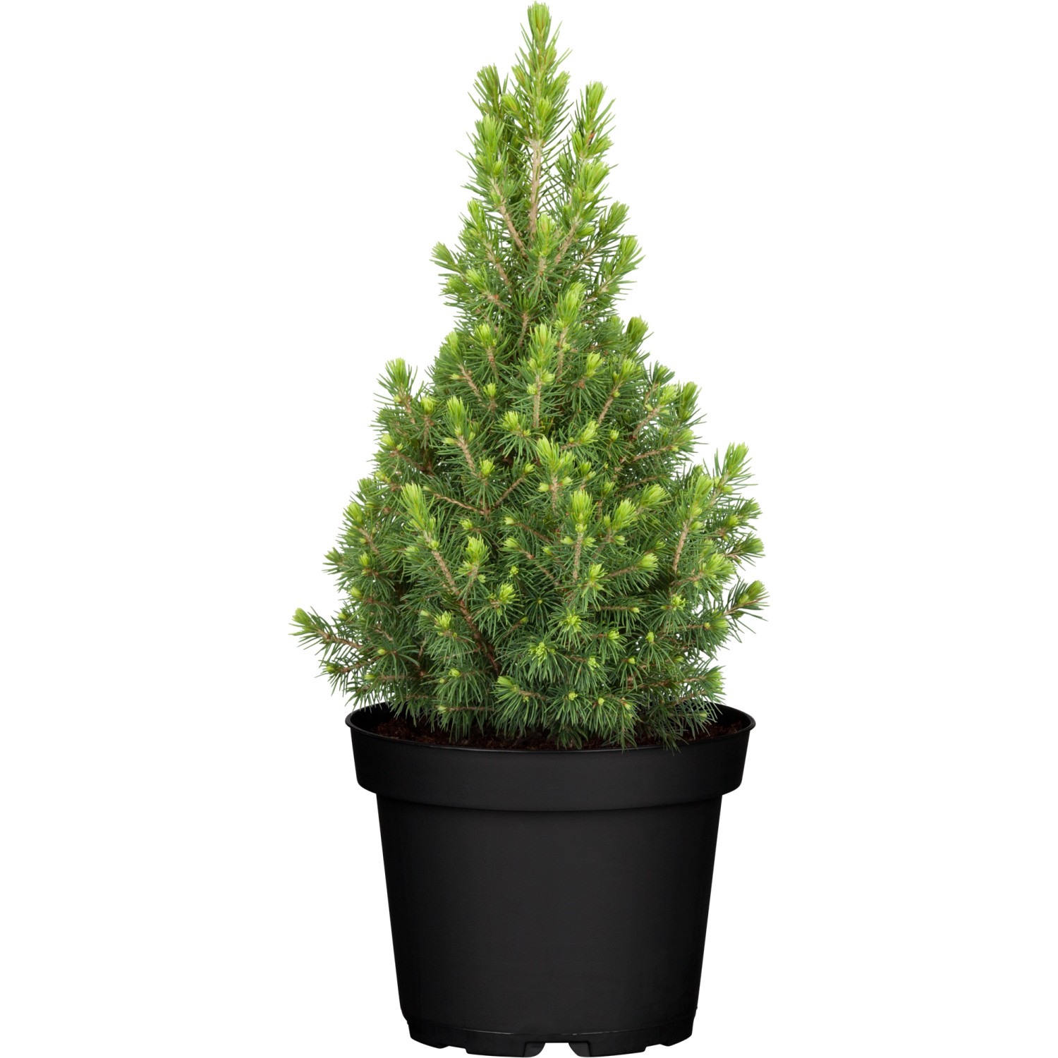 OBI Zuckerhutfichte \