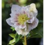Nahaufnahme einer Christrose 'Double Ellen White Spotted' mit weißen Blüten und roten Sprenkeln.