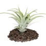 Exotenherz Tillandsia Capitata, lose Pflanze auf Lavasteinen.