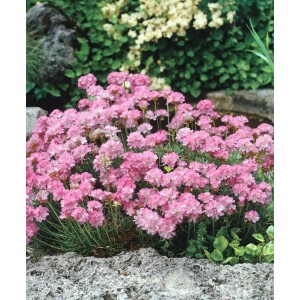 Rosa Grasnelke (Armeria Juniperifolia) im 9x9 cm Topf, ideal für Steingärten.