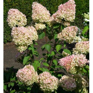 Rispenhortensie Grandiflora mit rosa-weißen Blüten im Garten.