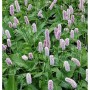 Blühender Knöterich Superba (Persicaria bistorta) mit rosa Blütenständen und grünen Blättern.
