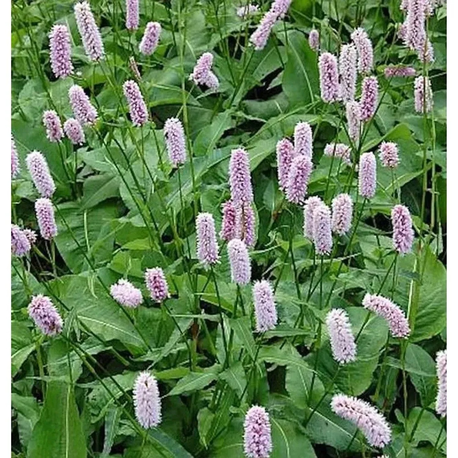 Blühender Knöterich Superba (Persicaria bistorta) mit rosa Blütenständen und grünen Blättern.