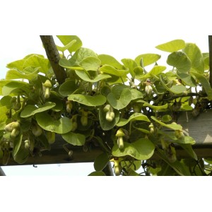 Aristolochia Macrophylla Pfeifenwinde mit grünen Blättern und hellen Blüten auf Holzkonstruktion.