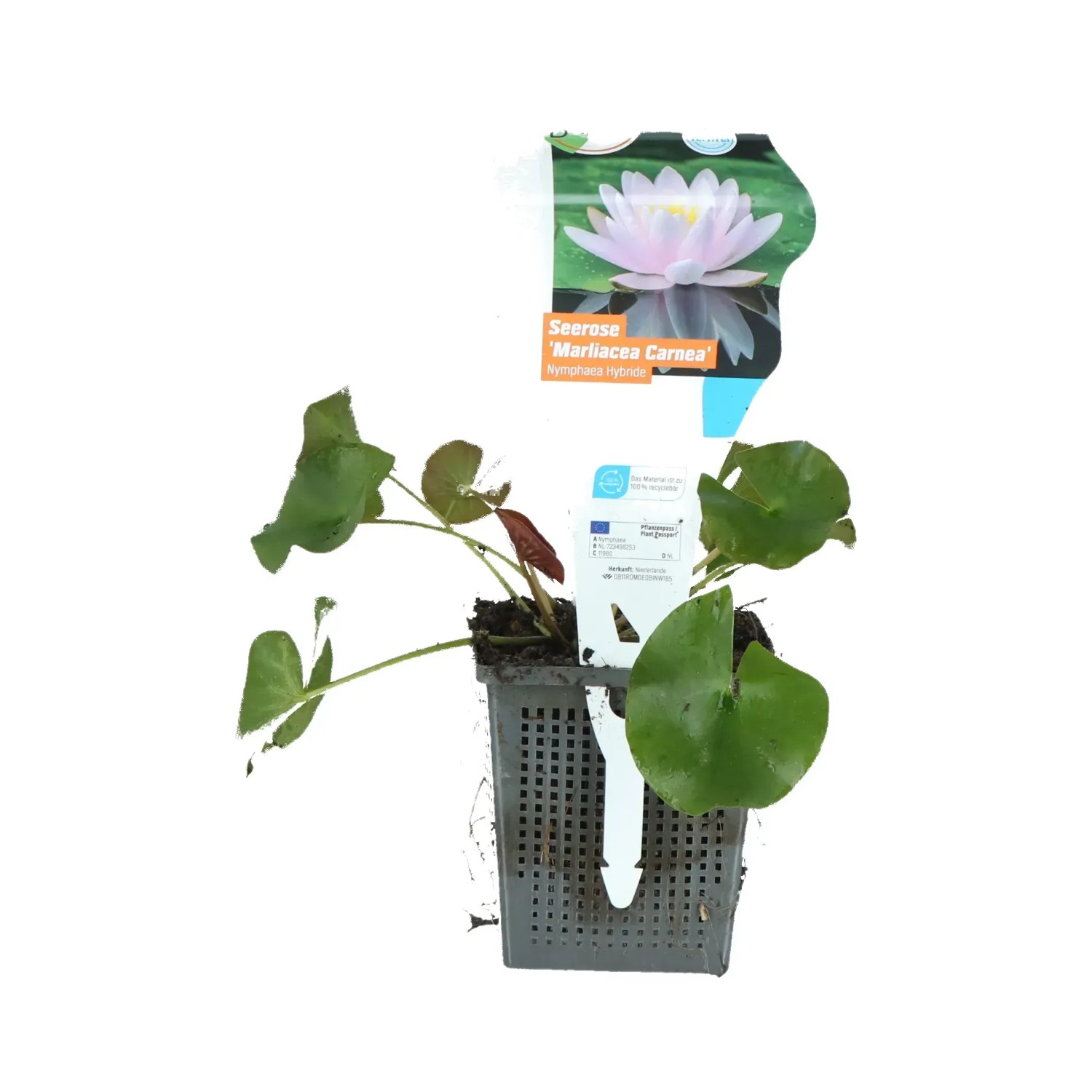 Seerose "Carnea" Lachs Topf-Ø ca. 11 cm Nymphea marliacea
