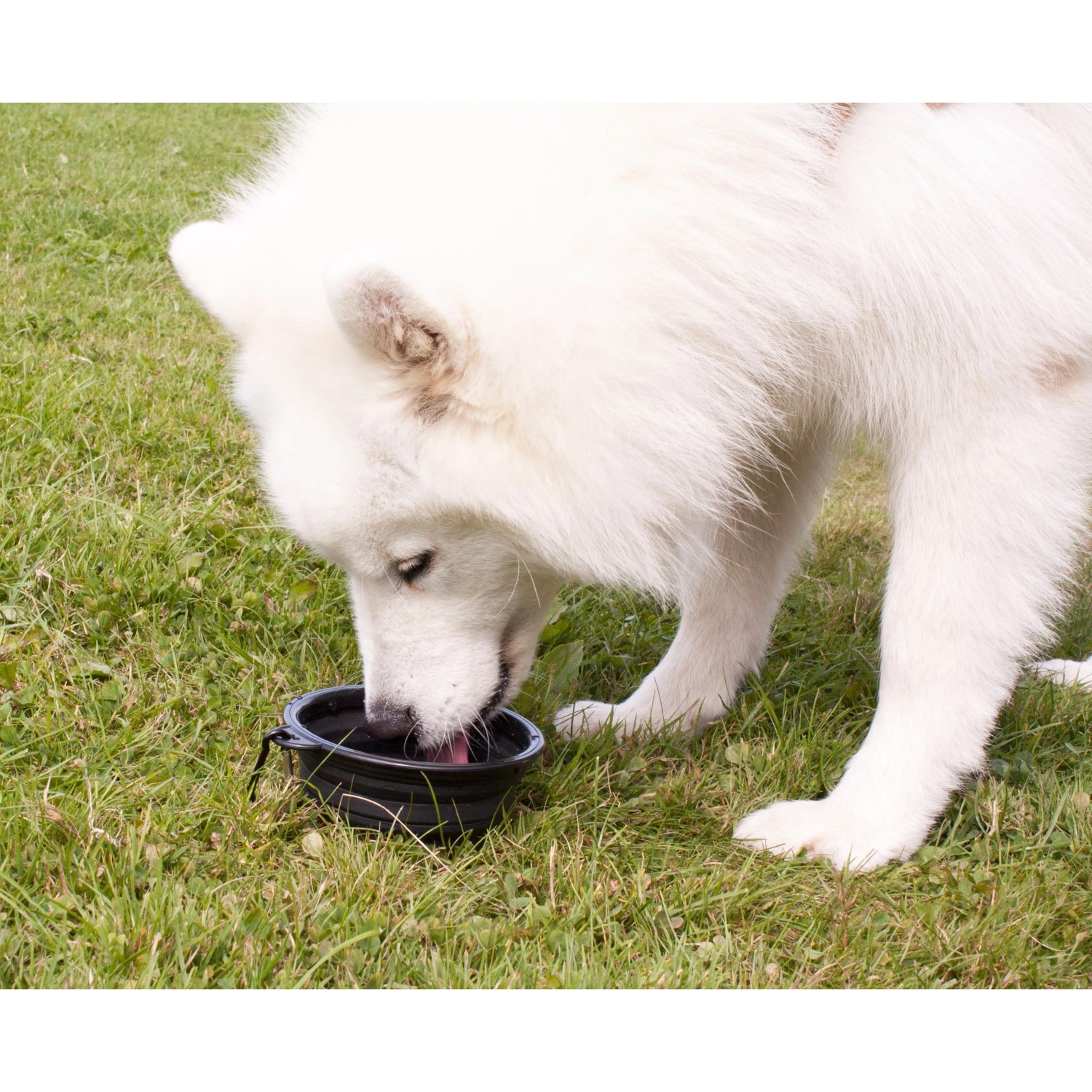 Weißer Hund trinkt aus schwarzem, klappbarem Reisenapf (Heim RAC, 500ml) auf grünem Gras.