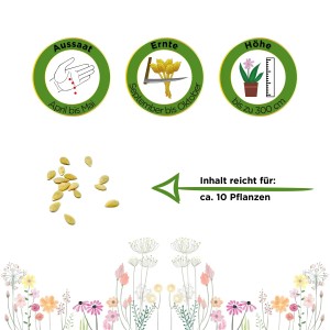 Infografik: Mexikanische Minigurke Samen – Aussaat, Ernte, Höhe und Ergiebigkeit für ca. 10 Pflanzen.