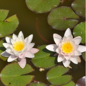 Zwei rosa-weiße Seerosen (Nymphaea Marliacea Rosea) mit gelben Blütenständen auf grünen Seerosenblättern.