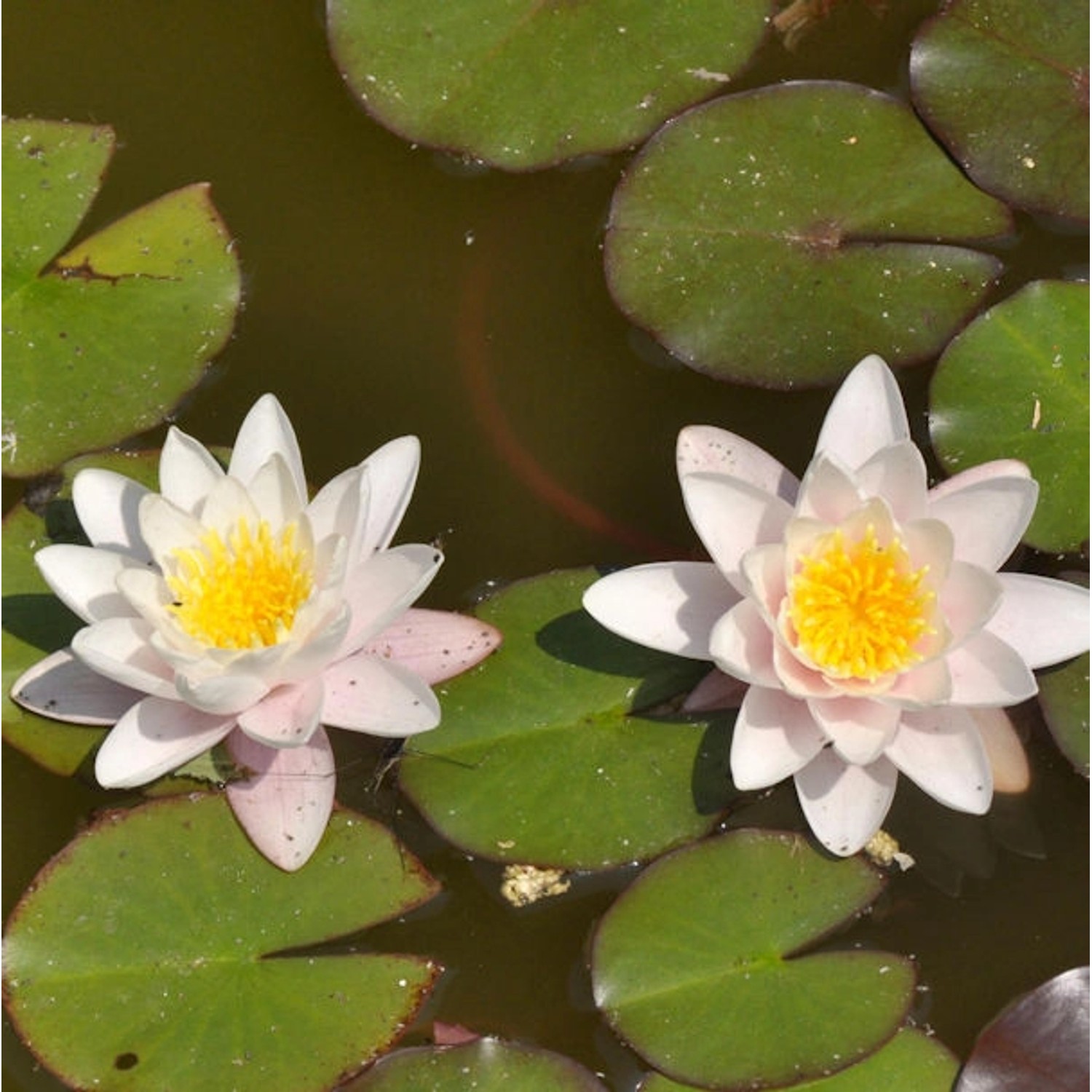 Seerose Marliacea Rosea - Nymphaea günstig online kaufen