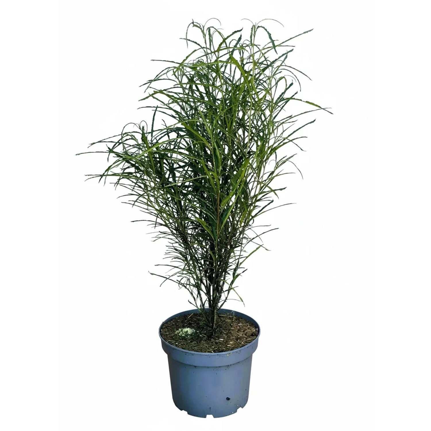 Baumfink Farnblättiger Säulen Faulbaum Fine Line als Topfpflanze 60-100cm