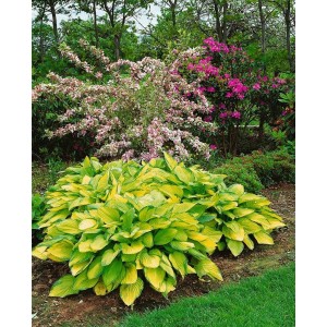 Goldgelbe Hosta Funkie 'Gold Standard' im Gartenbeet, grüne Blattränder. Schattenstaude im 11x11 cm Topf.