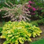 Goldgelbe Hosta Funkie 'Gold Standard' im Gartenbeet, grüne Blattränder. Schattenstaude im 11x11 cm Topf.