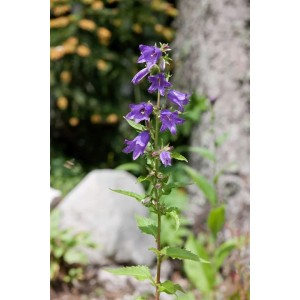 Violette Nesselblättrige Glockenblume (Campanula Trachelium) im 9x9 cm Topf.