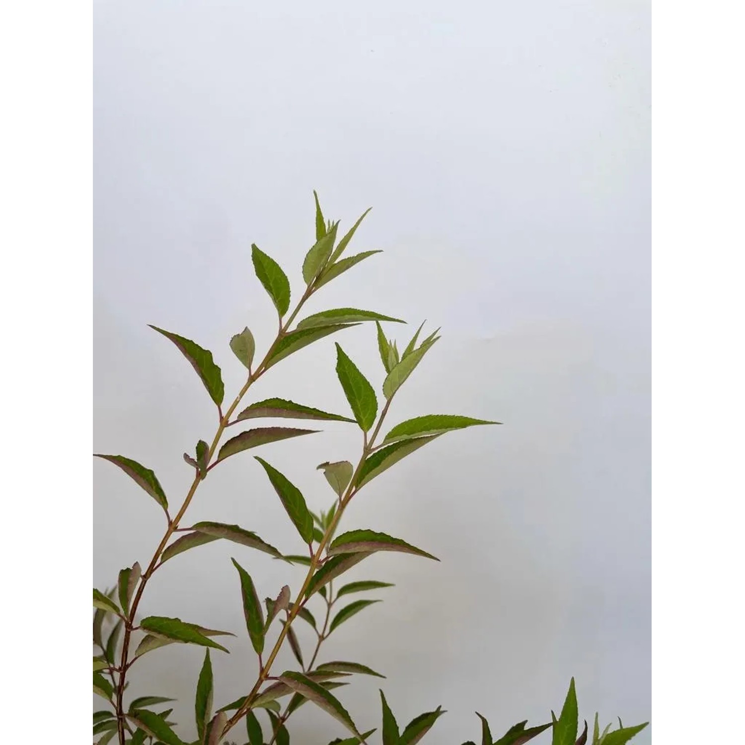 Baumfink Rose (Deutzia Mont Rose) im Topf, 100-150cm, mit grünen Blättern und Trieben.